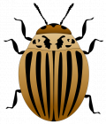 FormationDefibrillateur_colorado-potato-beetle-1969802_960_720.png